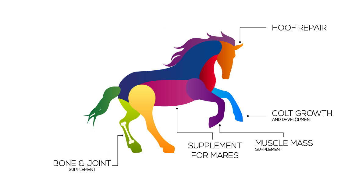 servicios horse pac